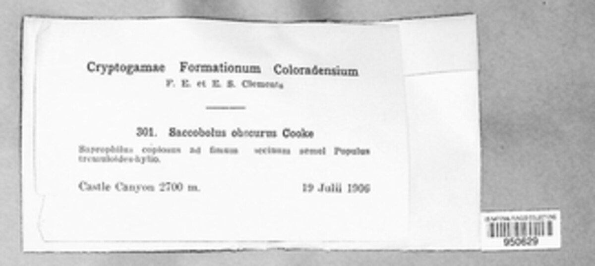 Saccobolus obscurus image